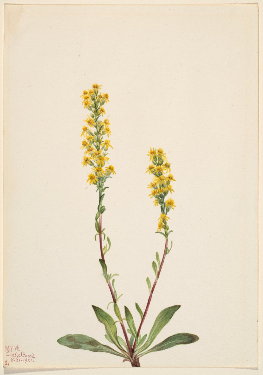 Mountain Goldenrod by Mary Vaux Walcott