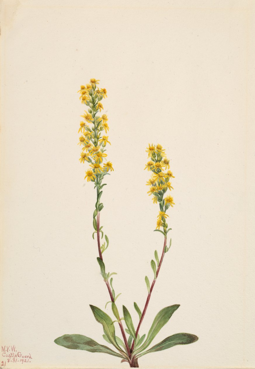 Mountain Goldenrod, 1921 by Mary Vaux Walcott