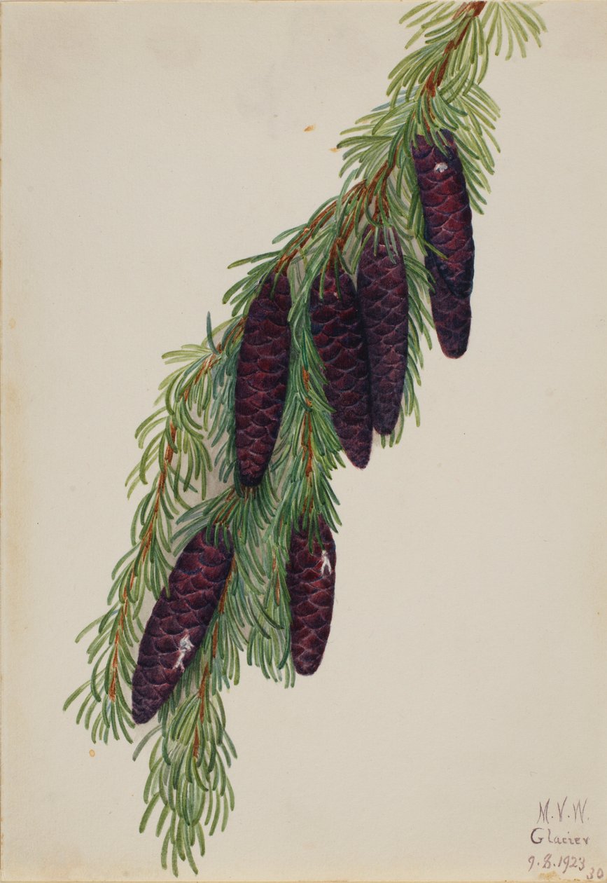 Mountain Hemlock by Mary Vaux Walcott