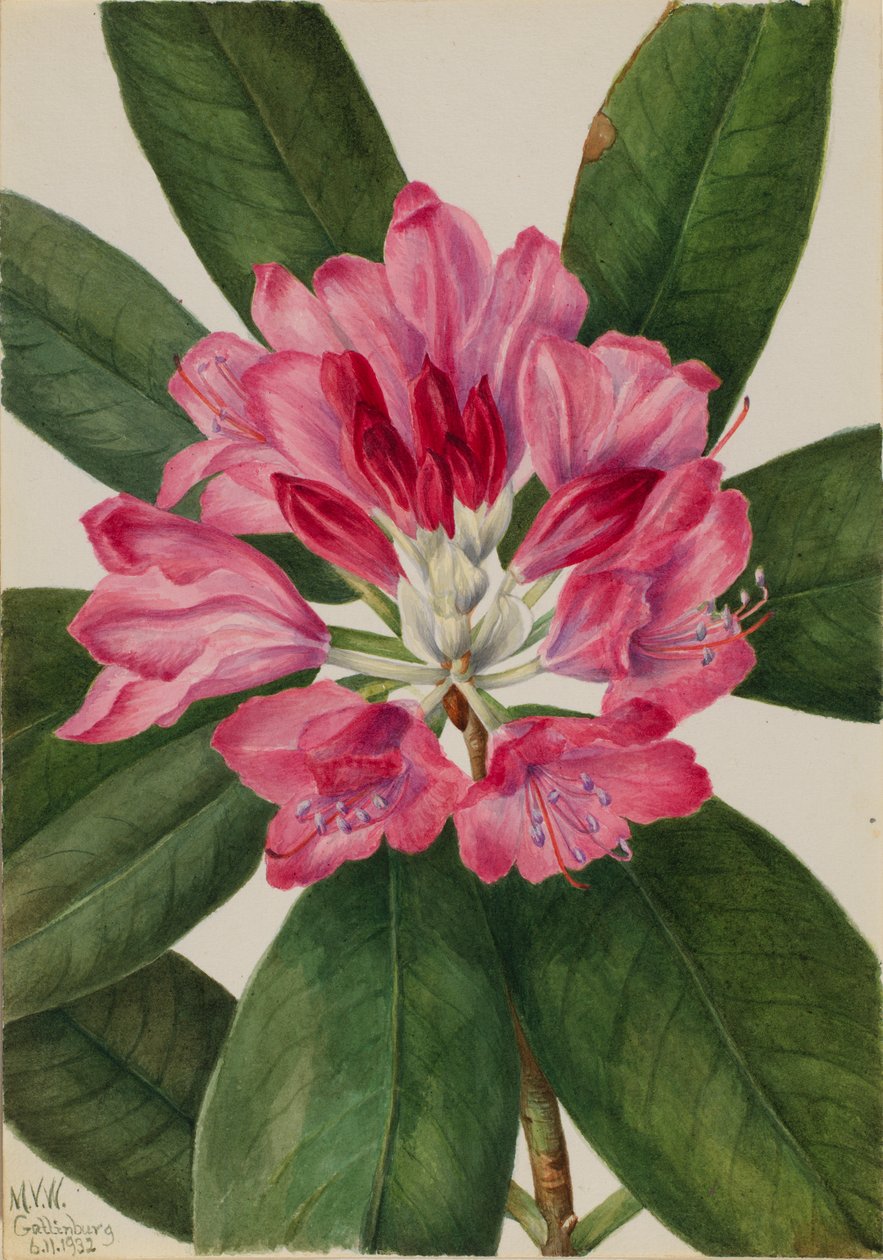 Mountain Rose-Bay by Mary Vaux Walcott