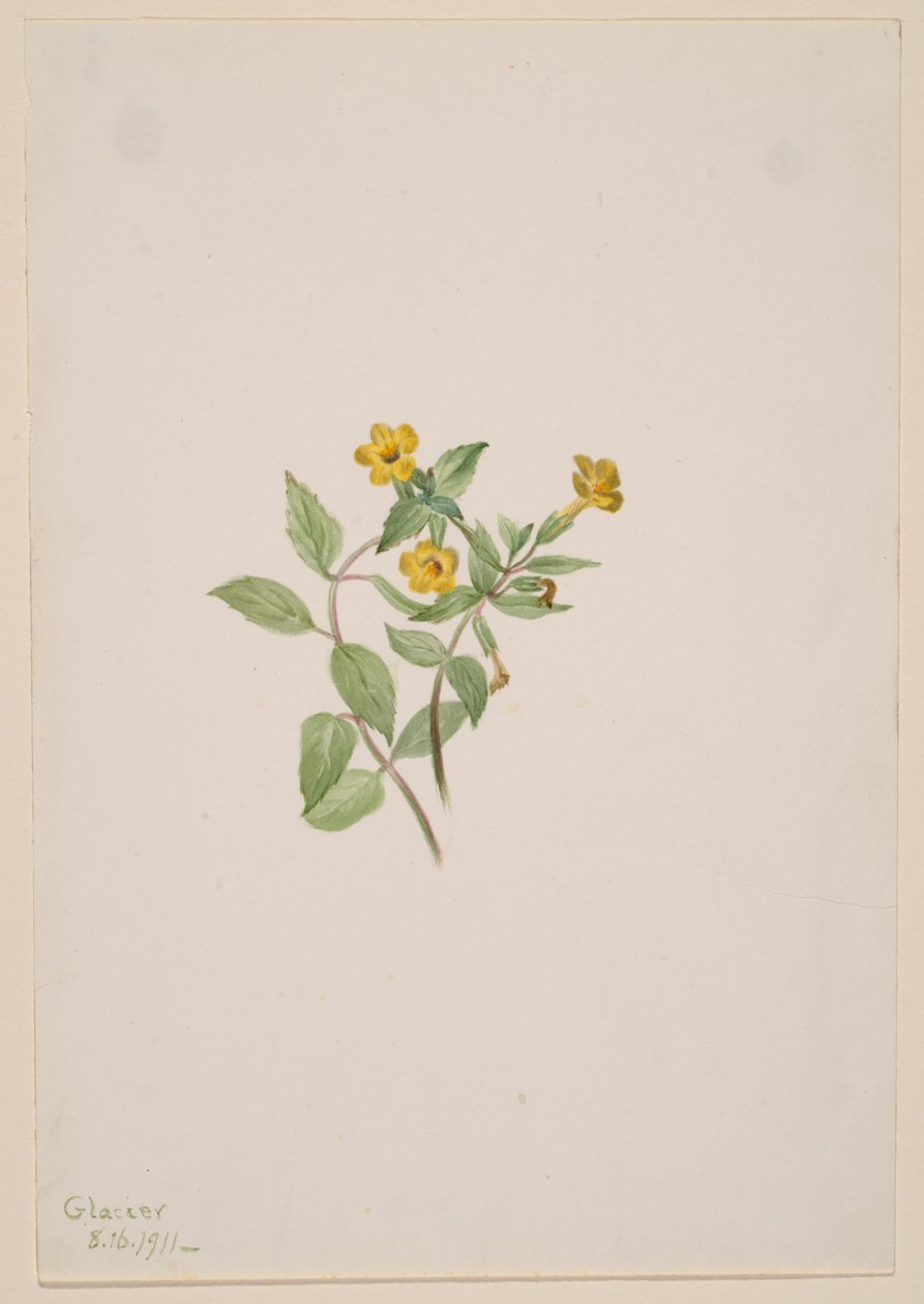 Musk-Flower by Mary Vaux Walcott