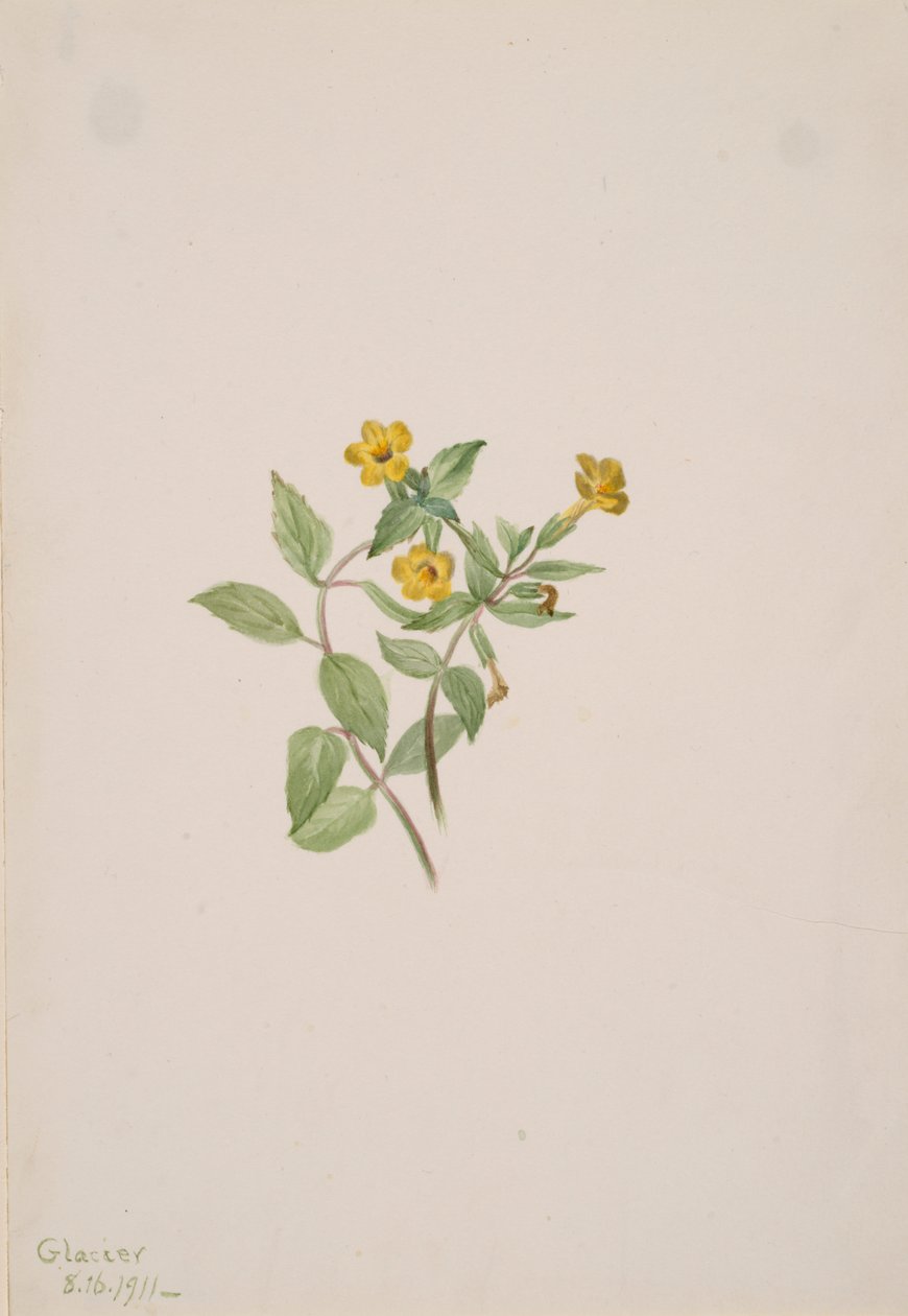 Musk-Flower Mimulus moschatus by Mary Vaux Walcott