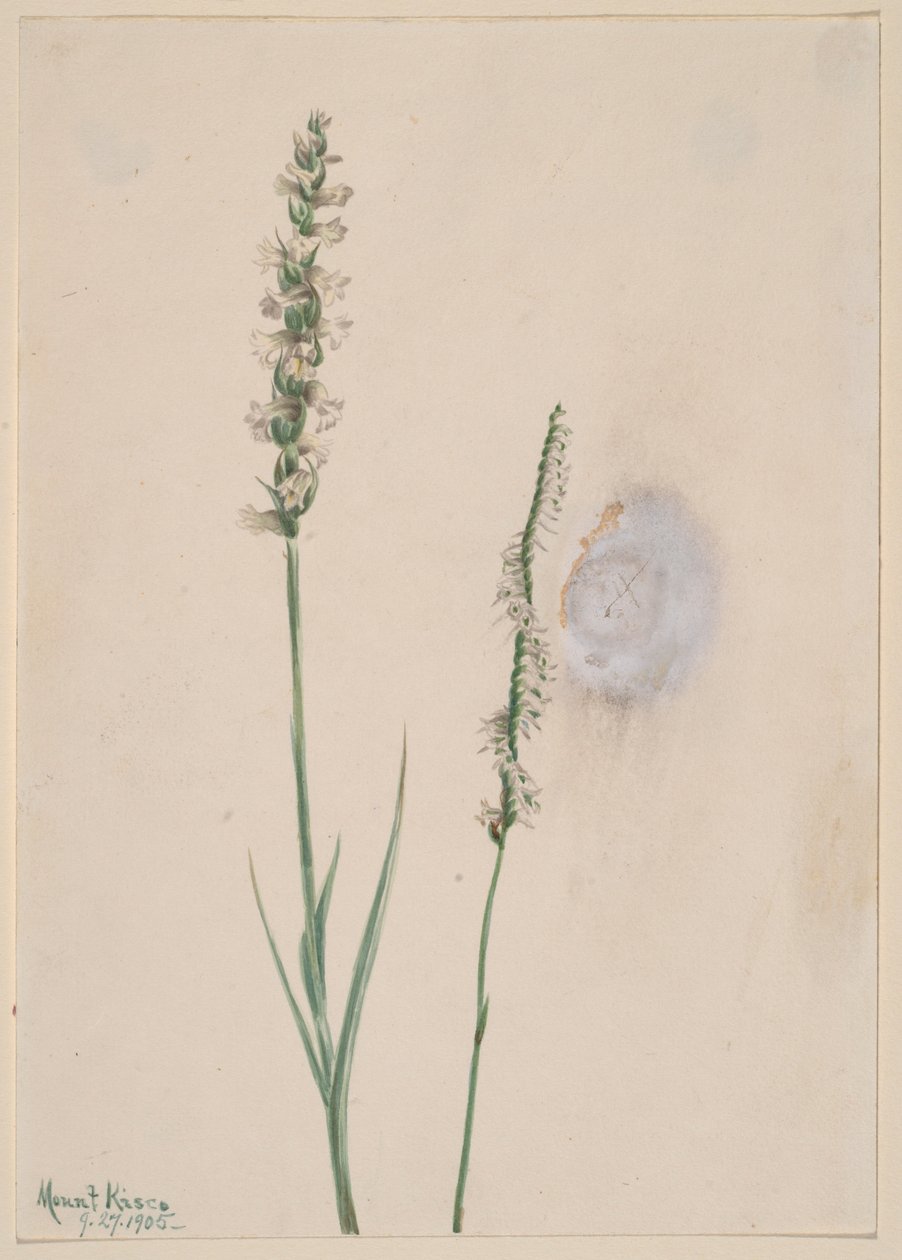 Nodding Ladies-Tresses (Ibidium cernum) by Mary Vaux Walcott