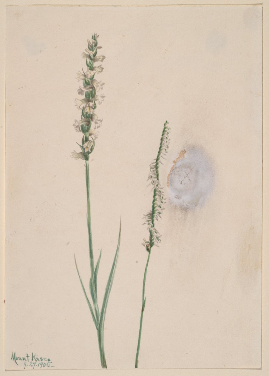 Nodding Ladies-Tresses Ibidium cernum, 1905 by Mary Vaux Walcott