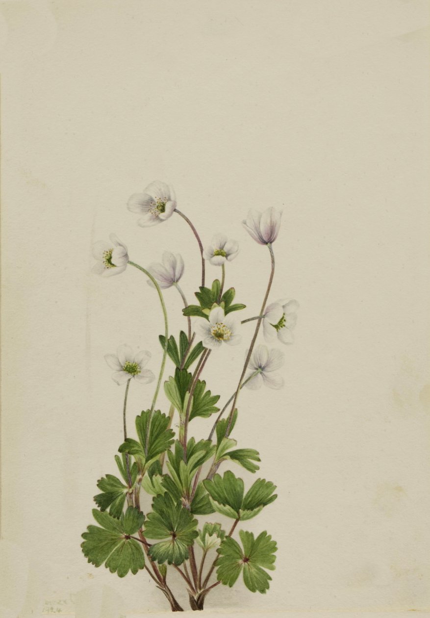 Northern Anemone, 1924 by Mary Vaux Walcott