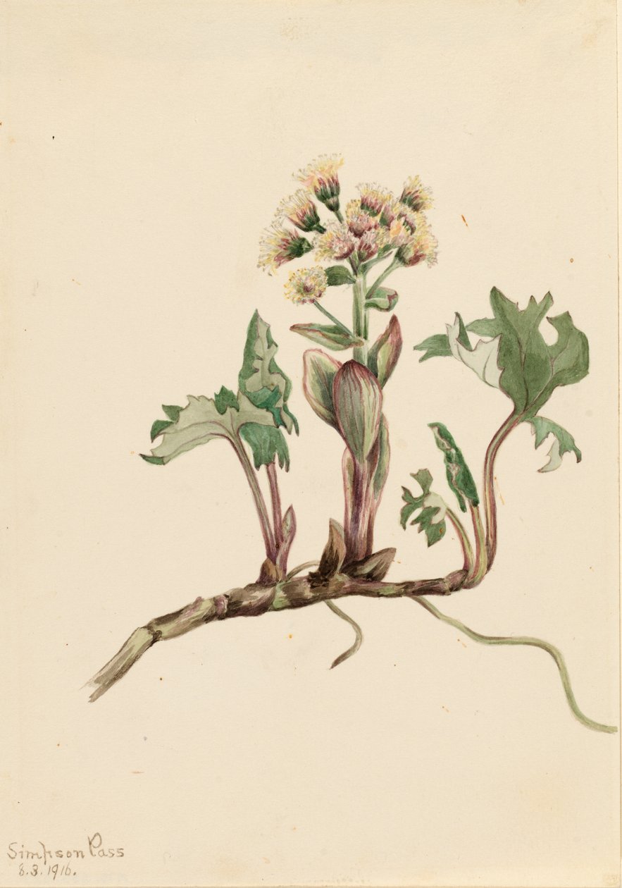 Northern Butterbur by Mary Vaux Walcott