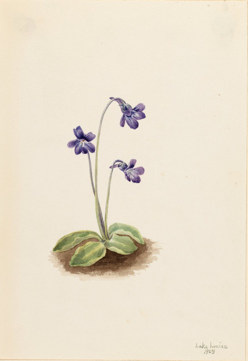 Northern Butterwort by Mary Vaux Walcott