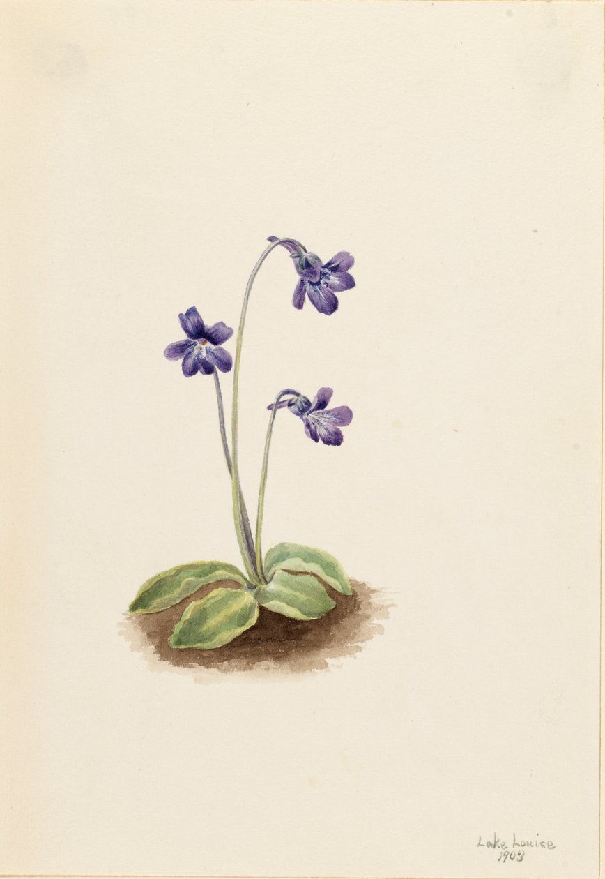Northern Butterwort Pinguicula vulgaris by Mary Vaux Walcott