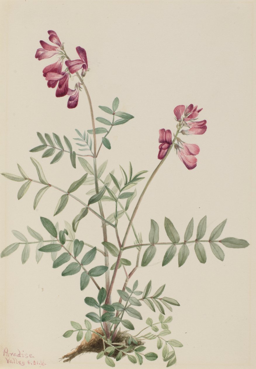 Northern Hedysarum by Mary Vaux Walcott