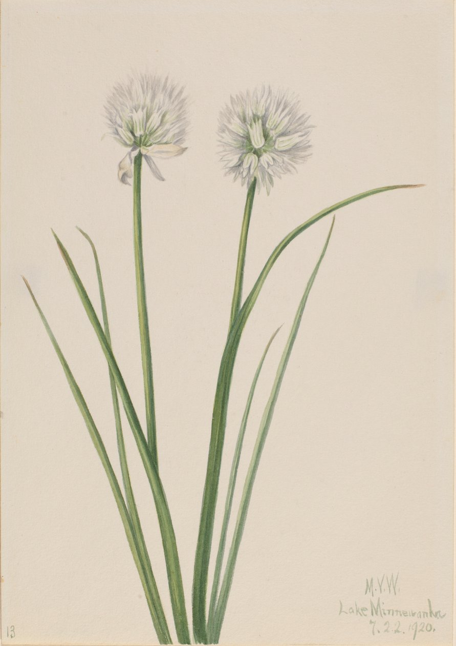 Northern Onion by Mary Vaux Walcott