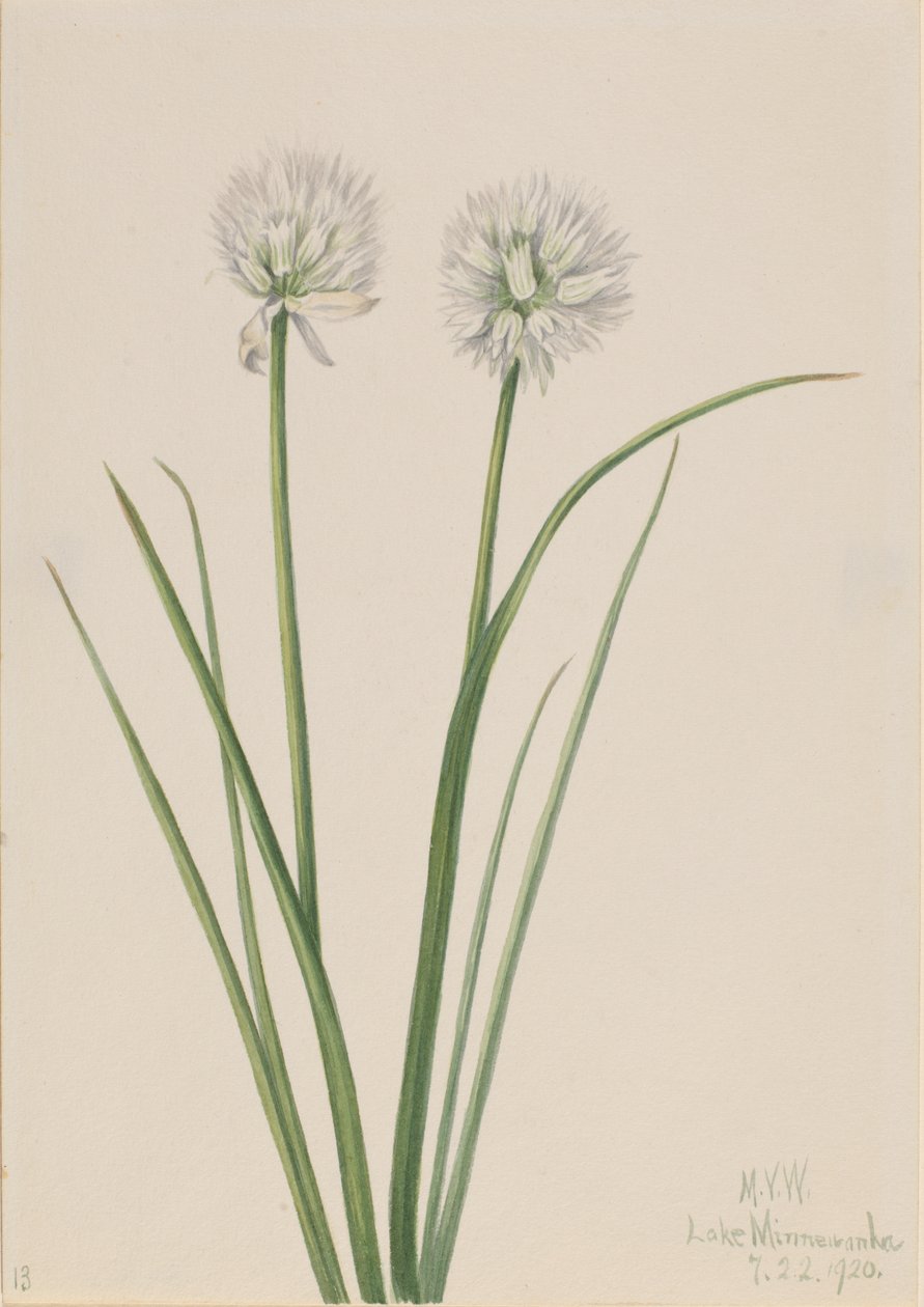Northern Onion Allium sibiricum, 1920 by Mary Vaux Walcott