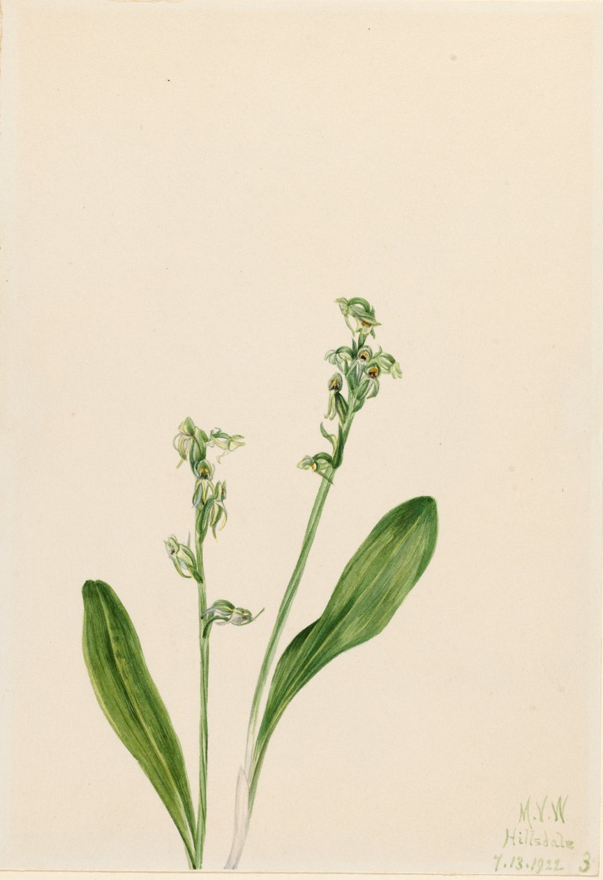 One-Leaf-Bog-Orchid by Mary Vaux Walcott