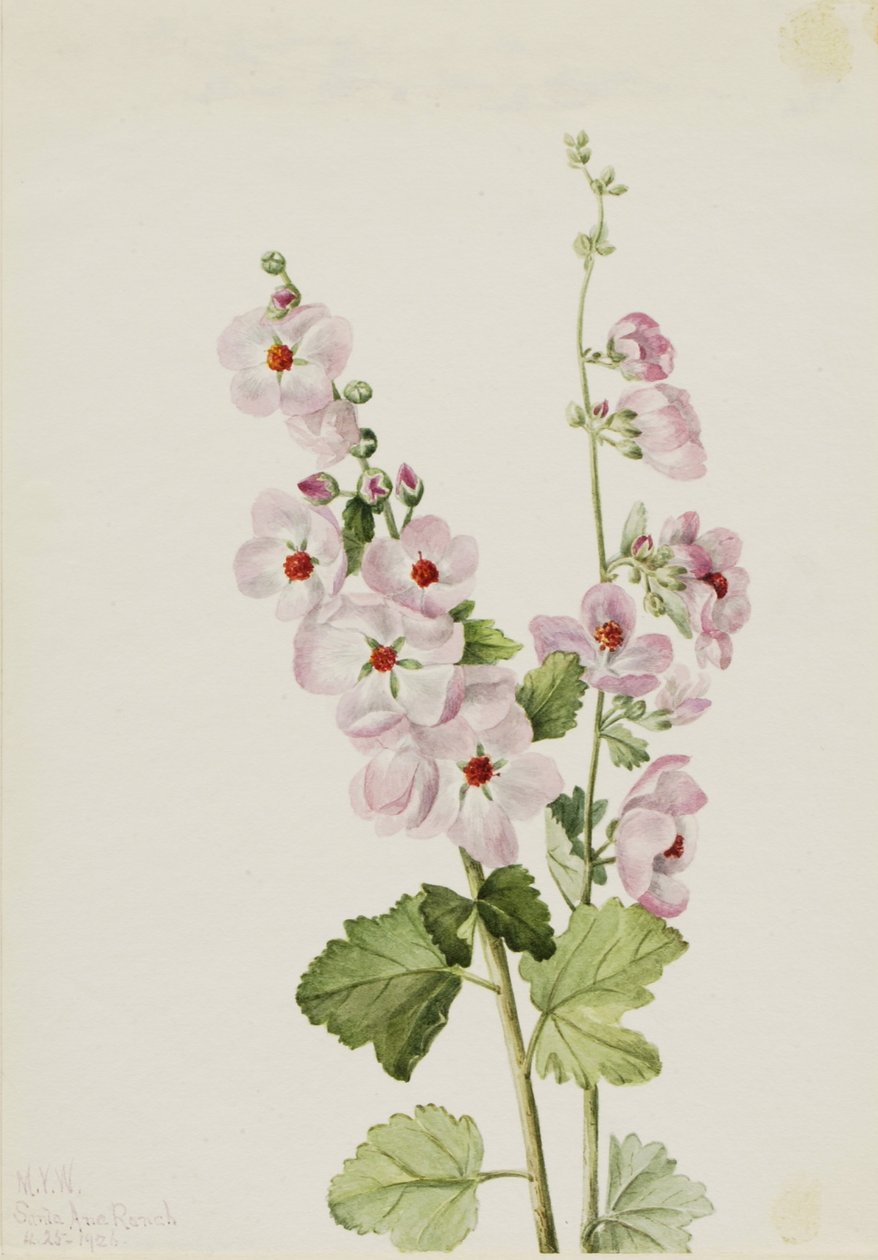 Orange-Eye Globemallow by Mary Vaux Walcott