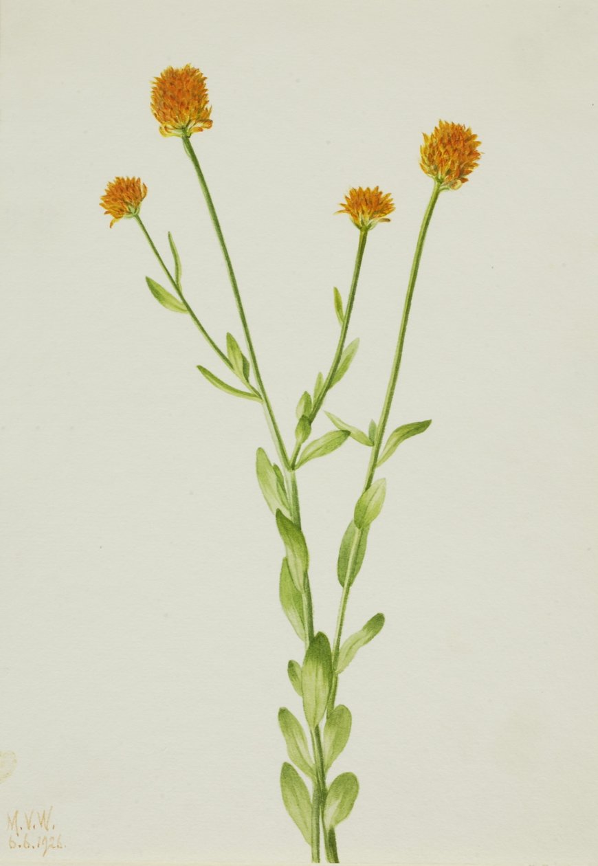 Orange Polygala by Mary Vaux Walcott