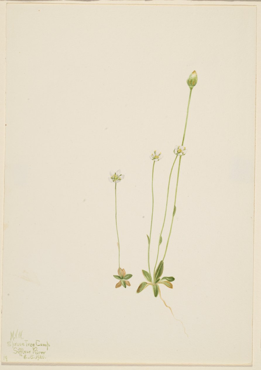 Oxytropis aepicola by Mary Vaux Walcott