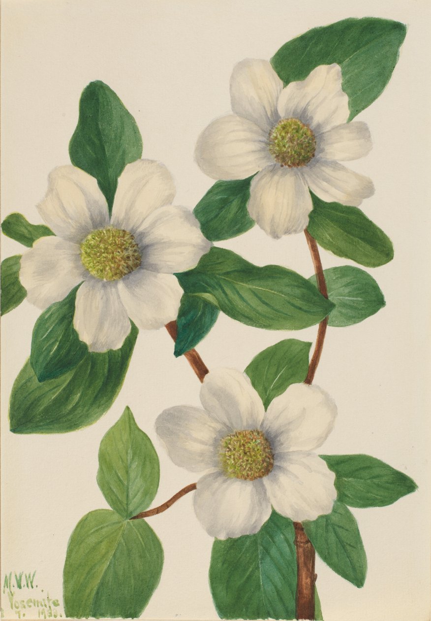 Pacific Dogwood by Mary Vaux Walcott