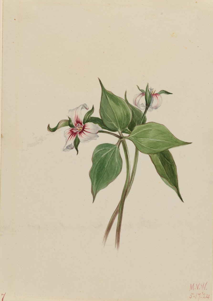 Painted Trillium by Mary Vaux Walcott
