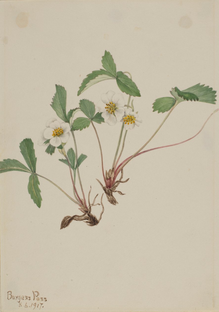 Pale Strawberry (Fragaria Glauca) by Mary Vaux Walcott
