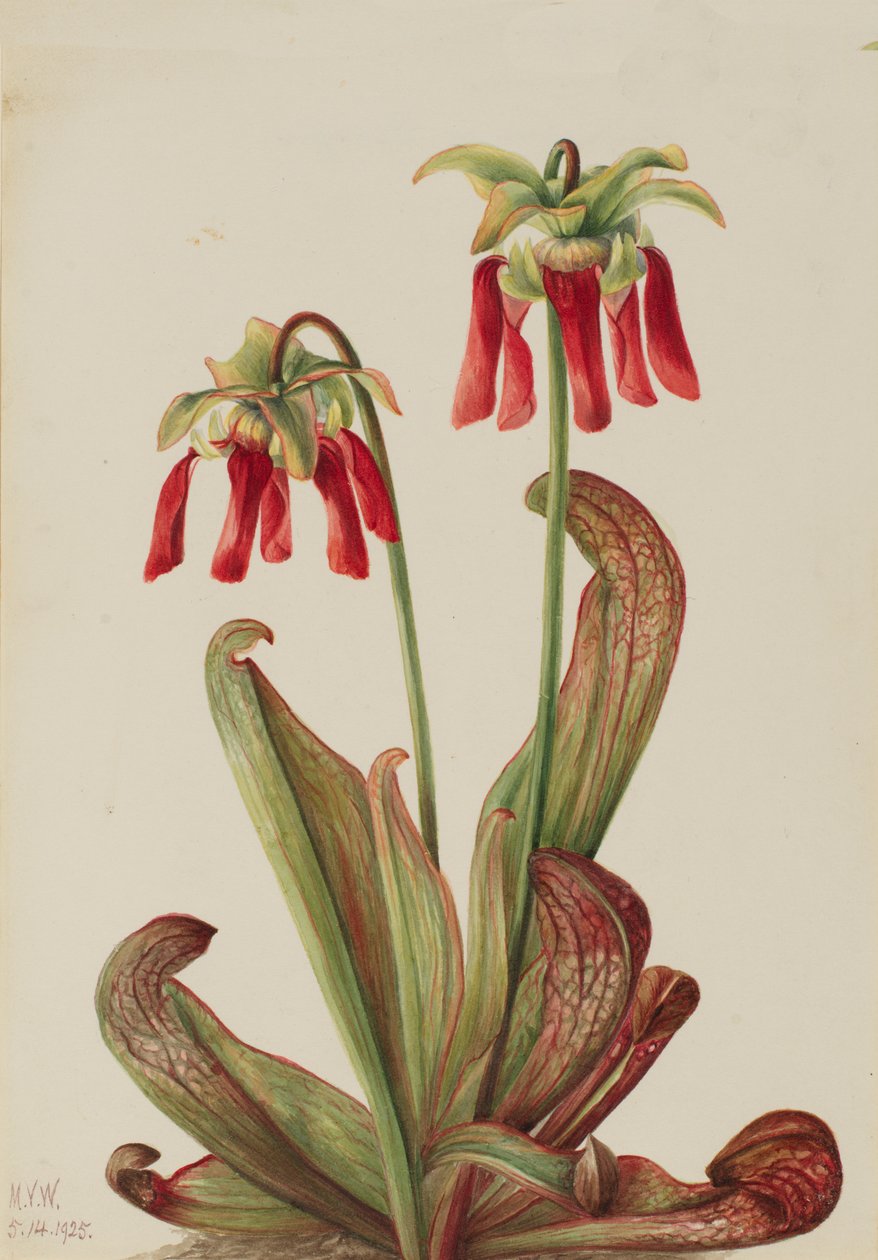 Parrot Pitcherplant Sarracenia Psittacina by Mary Vaux Walcott