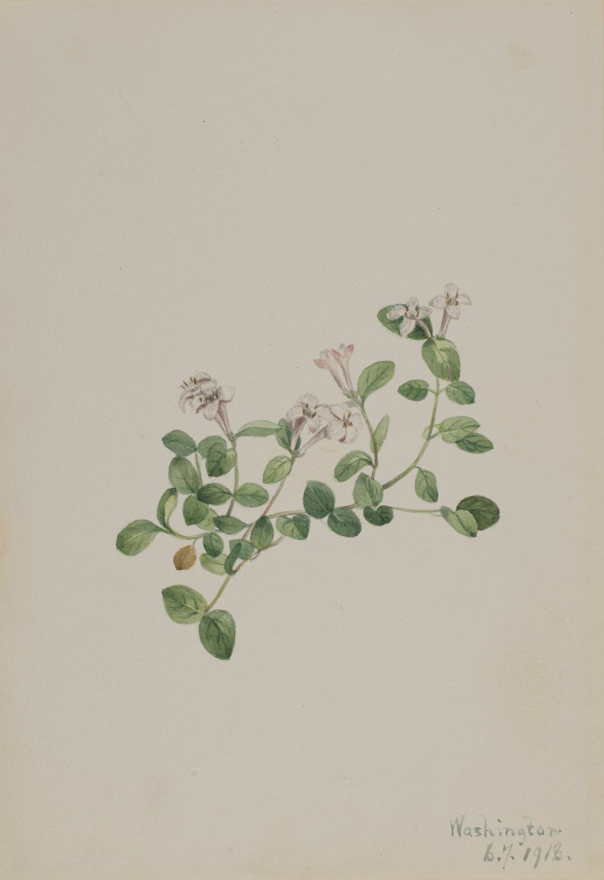 Partridgeberry Mitchella repena by Mary Vaux Walcott