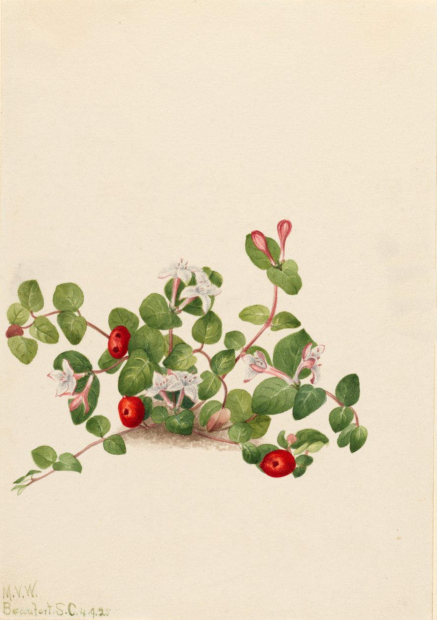Partridgeberry Mitchella repens by Mary Vaux Walcott