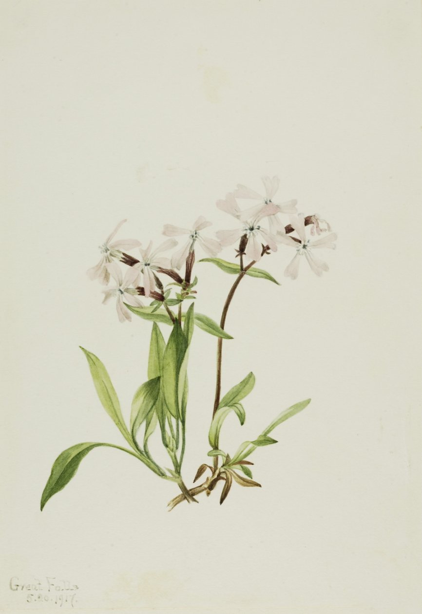 Peatpink (Silene caroliniana) by Mary Vaux Walcott