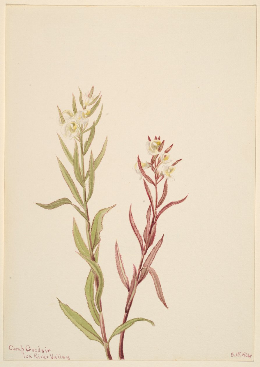 Pedicularis raremosa by Mary Vaux Walcott
