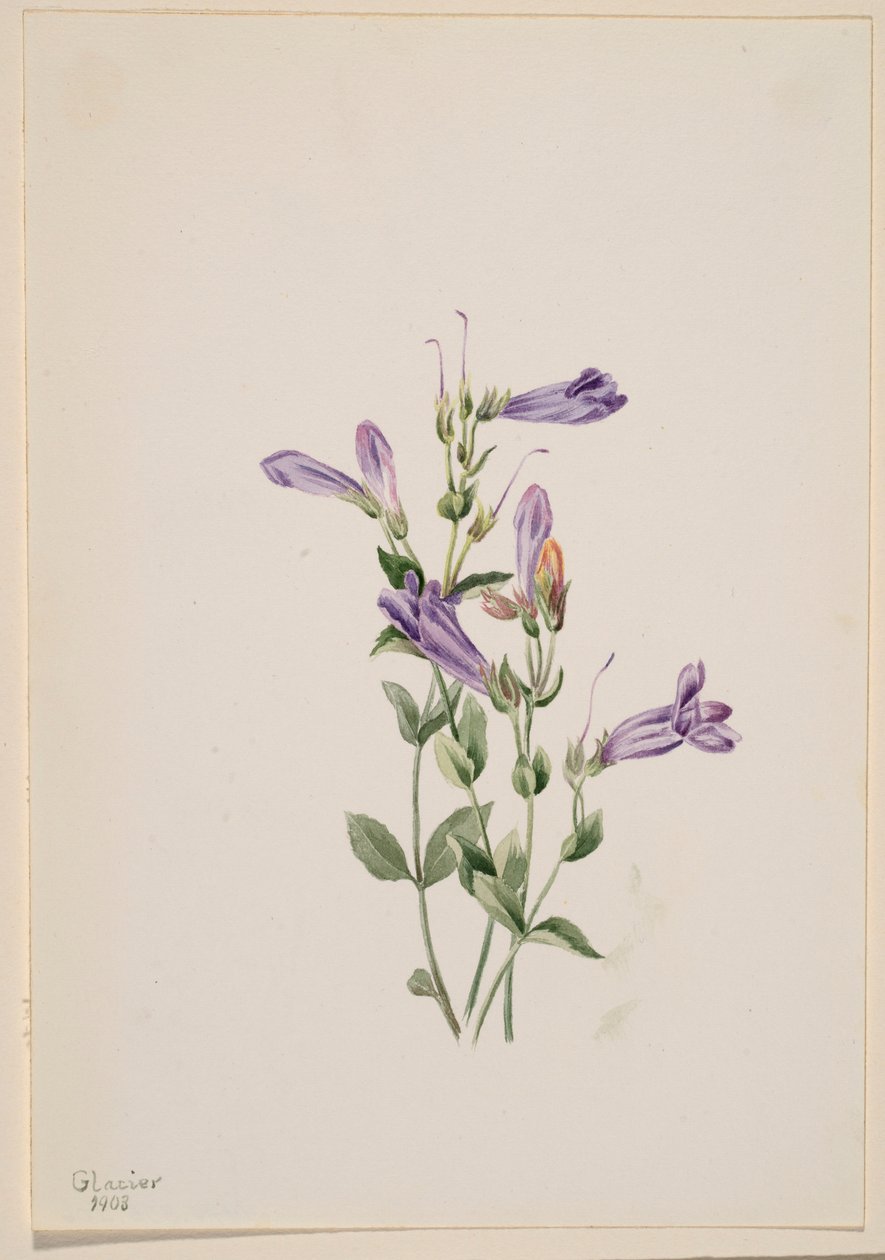Penstemon (Penstimon fruiticosus) by Mary Vaux Walcott