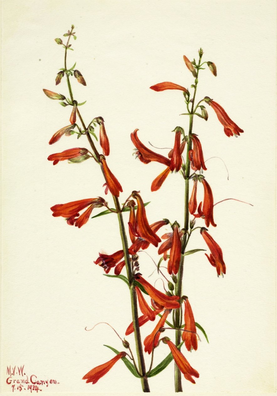 Pentstemon by Mary Vaux Walcott