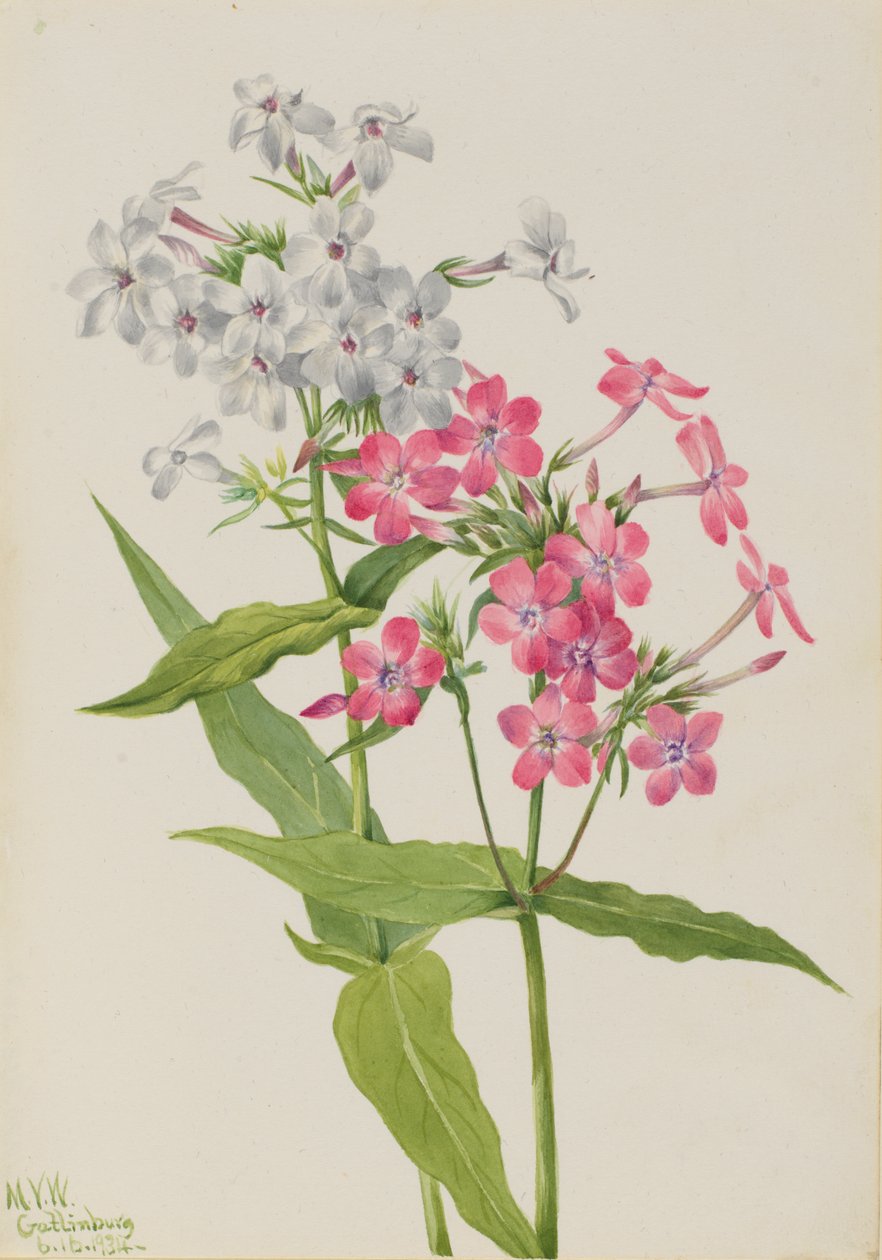 Perennial Phlox Phlox paniculata, 1934.  by Mary Vaux Walcott