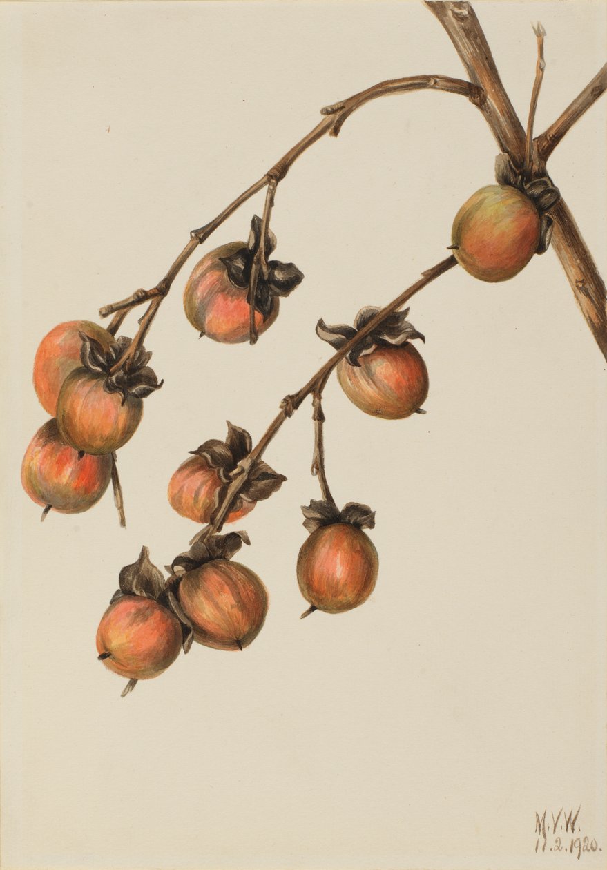 Persimmon by Mary Vaux Walcott