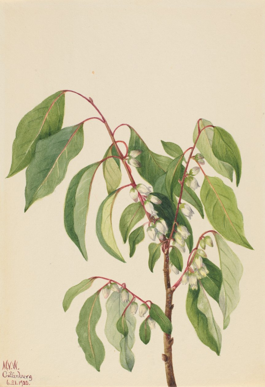 Persimmon by Mary Vaux Walcott