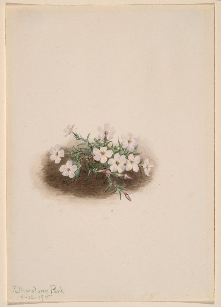 Phlox by Mary Vaux Walcott