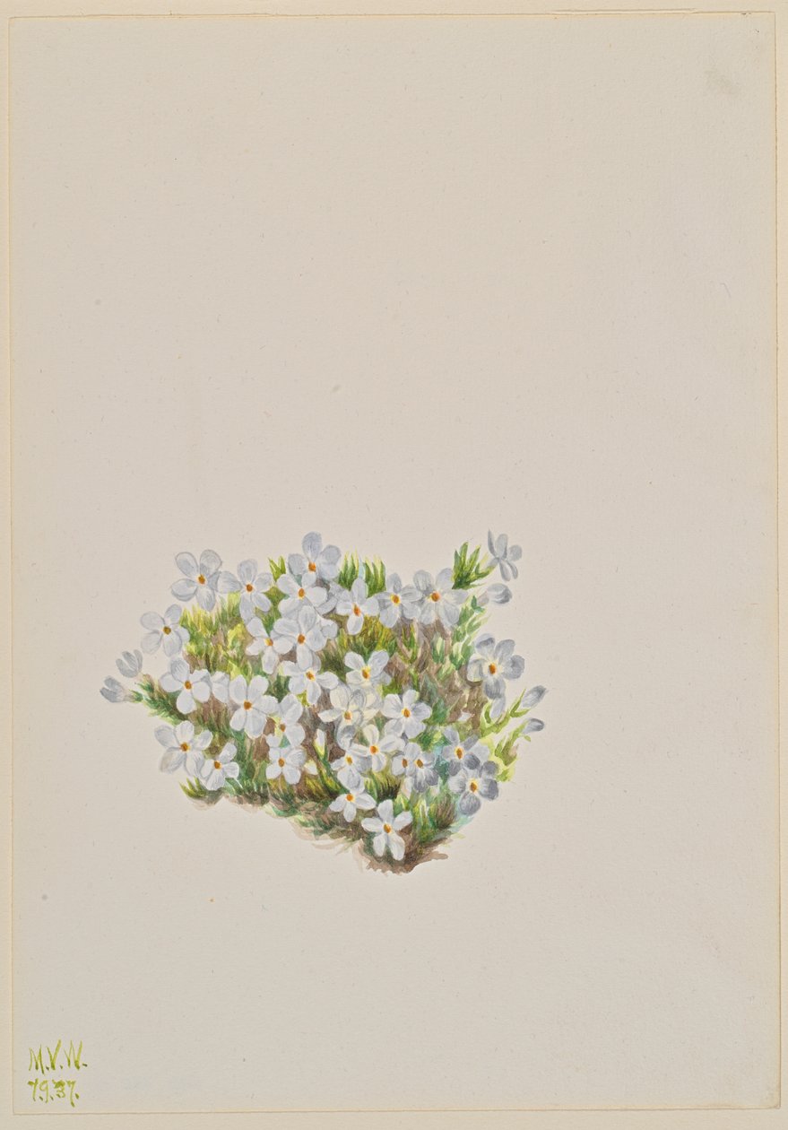 Phlox Phlox caespitosa, 1937 by Mary Vaux Walcott