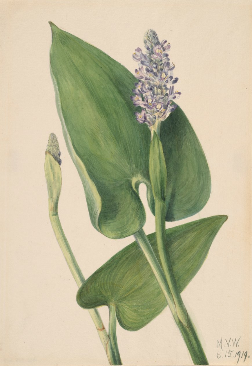 Pickerelweed Pontederia cordata by Mary Vaux Walcott