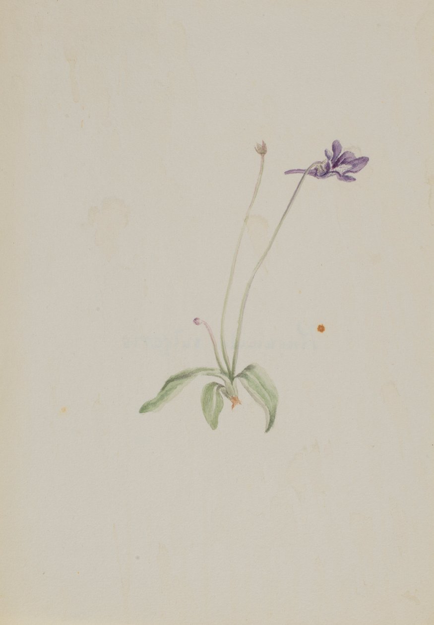 Common Butterwort by Mary Vaux Walcott