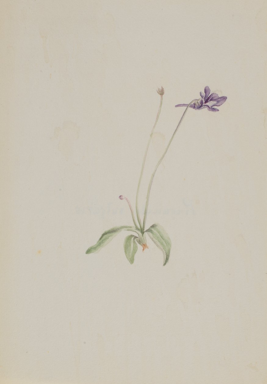 Pinguicula vulgaris, ca. early 1930s by Mary Vaux Walcott