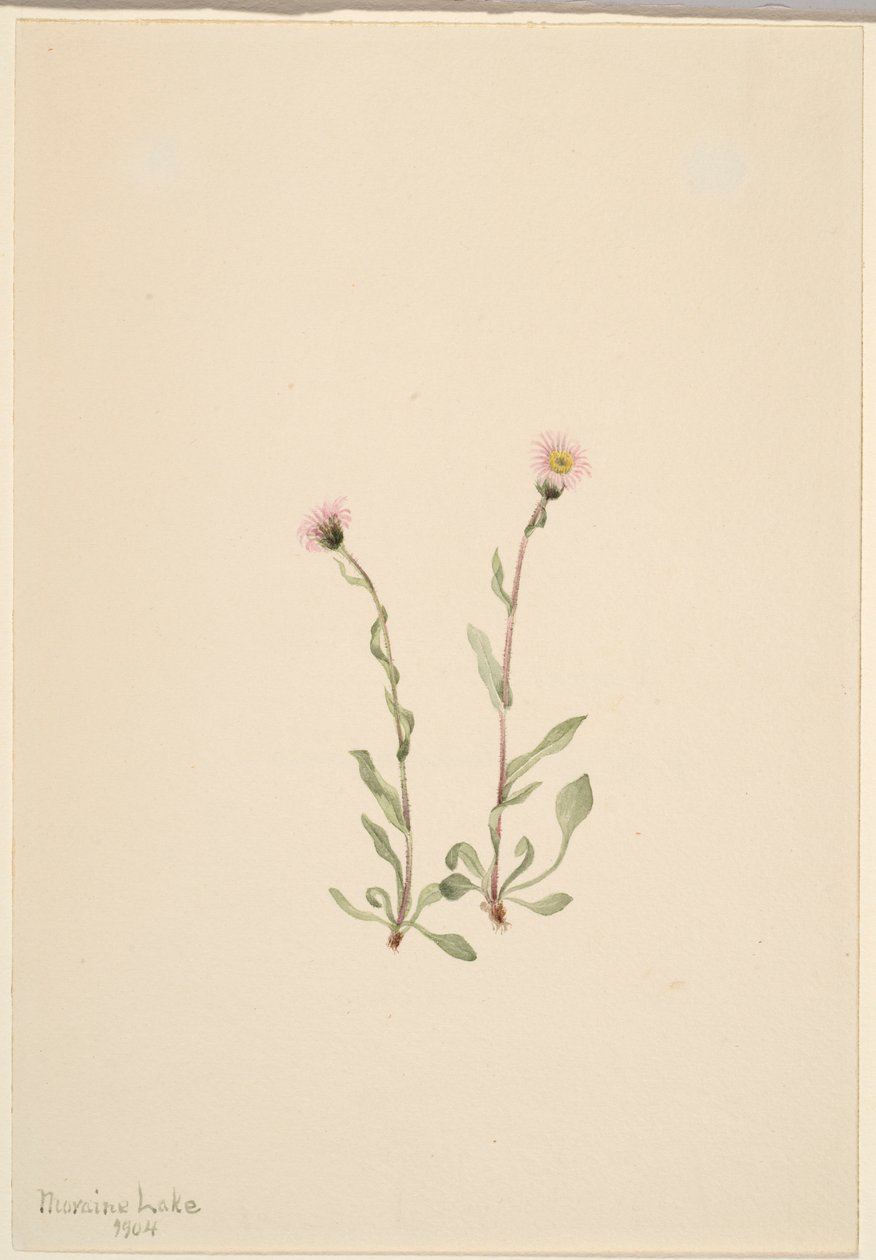 Pink Fleabane by Mary Vaux Walcott