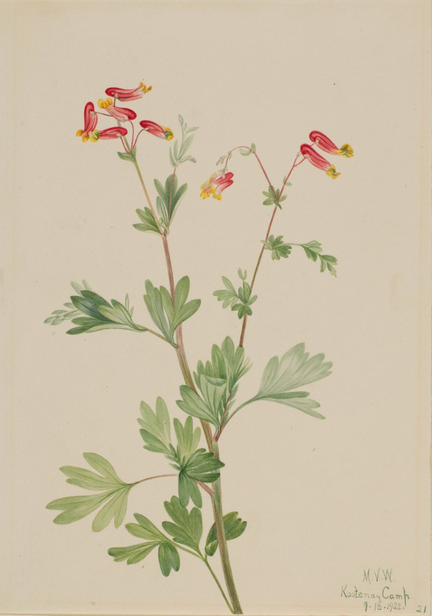 Pink Fumeroot, 1922 by Mary Vaux Walcott