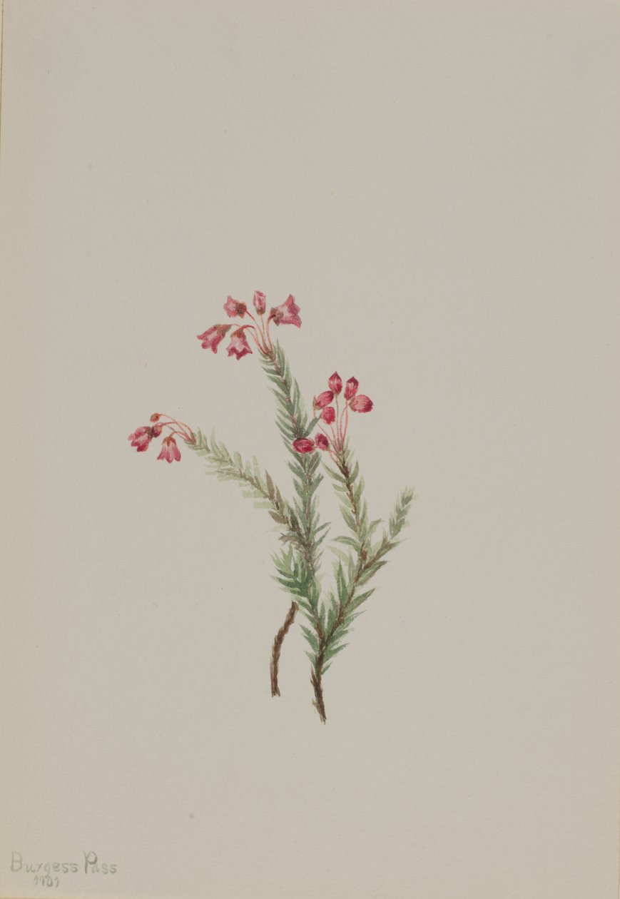 Pink Heather by Mary Vaux Walcott