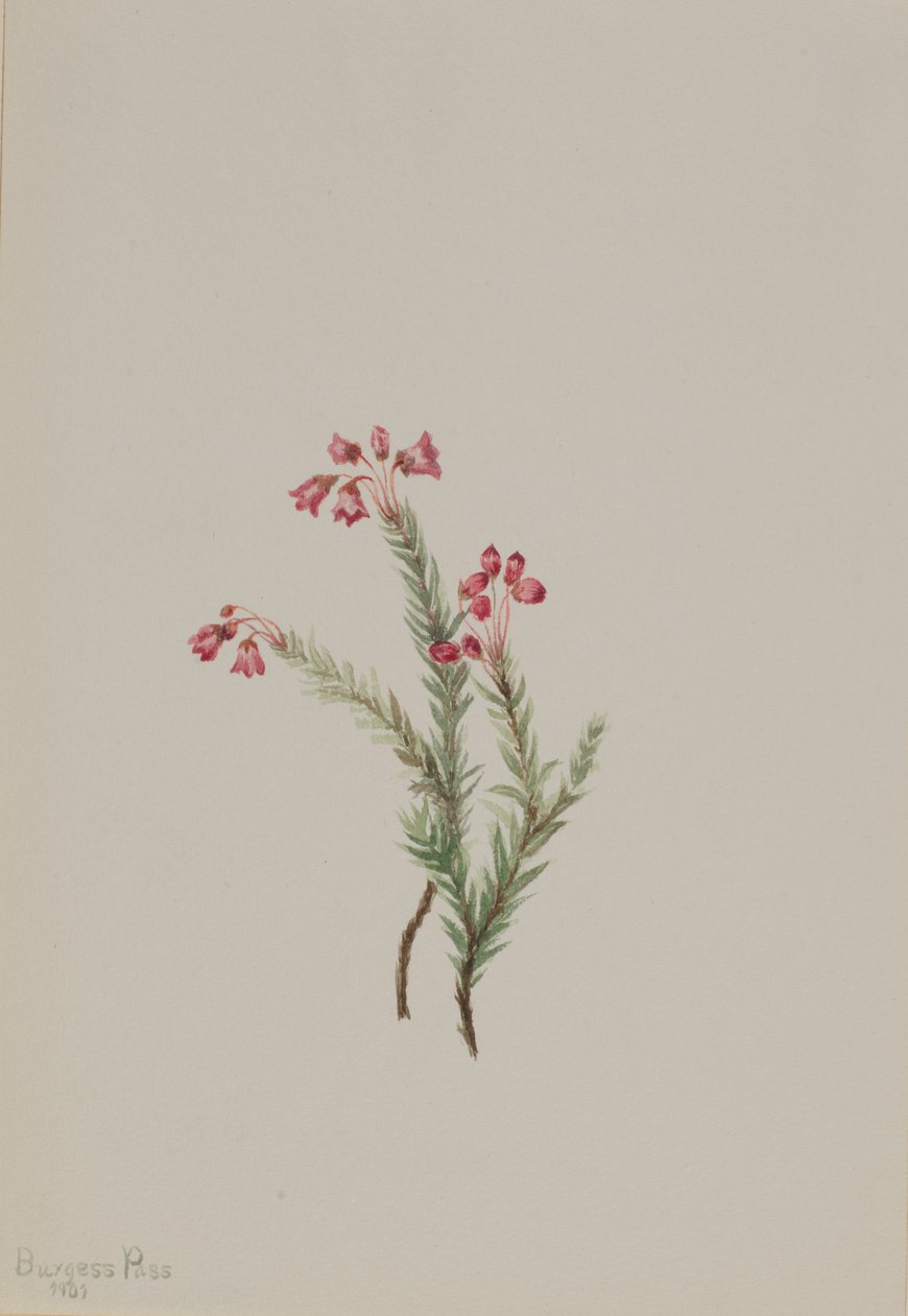 Pink Heather Phyllodoce empetriformis, 1901 by Mary Vaux Walcott