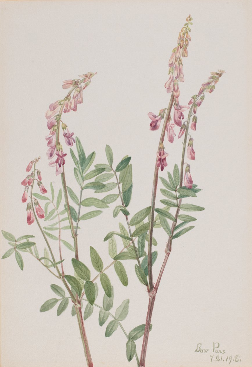 Pink Hedysarum Hedysarum americanum, 1918.  by Mary Vaux Walcott