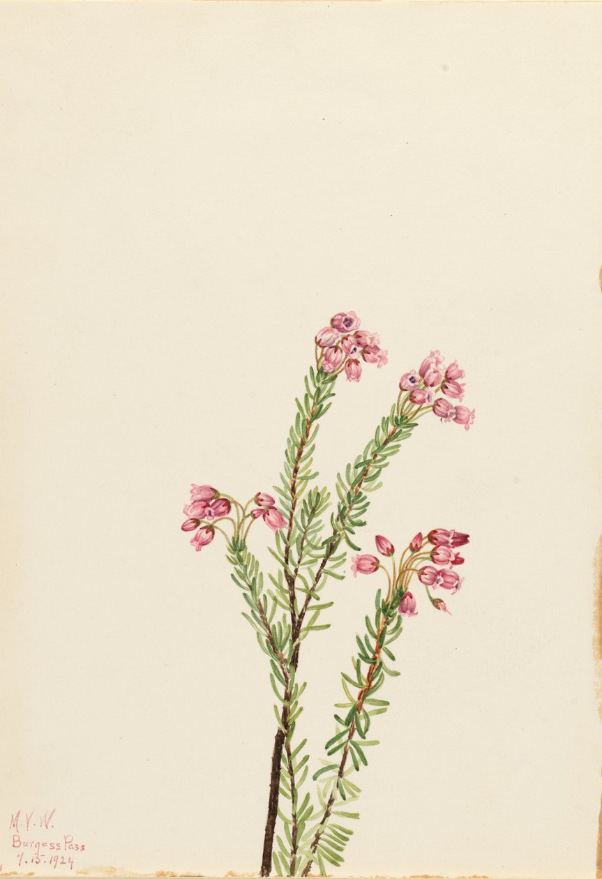 Pink Mountain Heather by Mary Vaux Walcott
