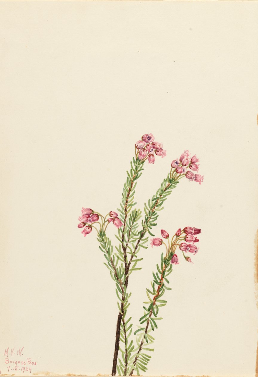 Pink Mountain Heather Phyllodoce empetriformis, 1924 by Mary Vaux Walcott