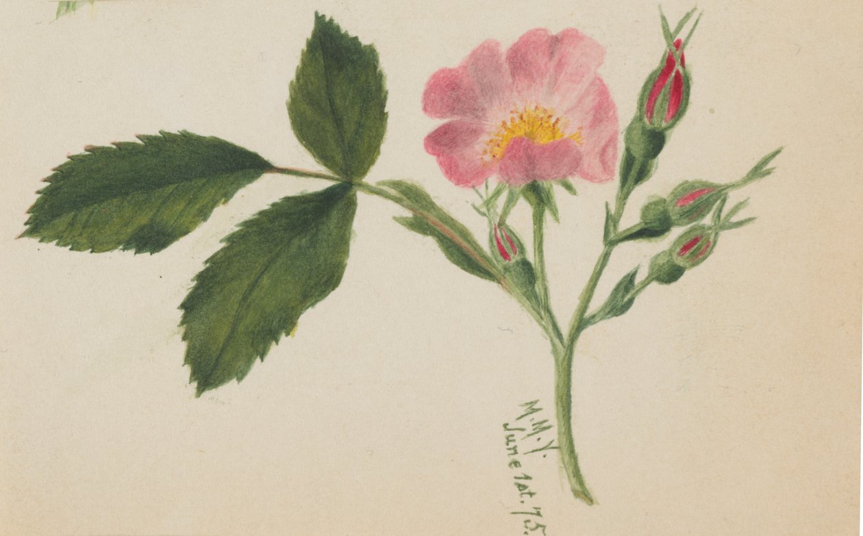 Pink Rose, 1875 by Mary Vaux Walcott