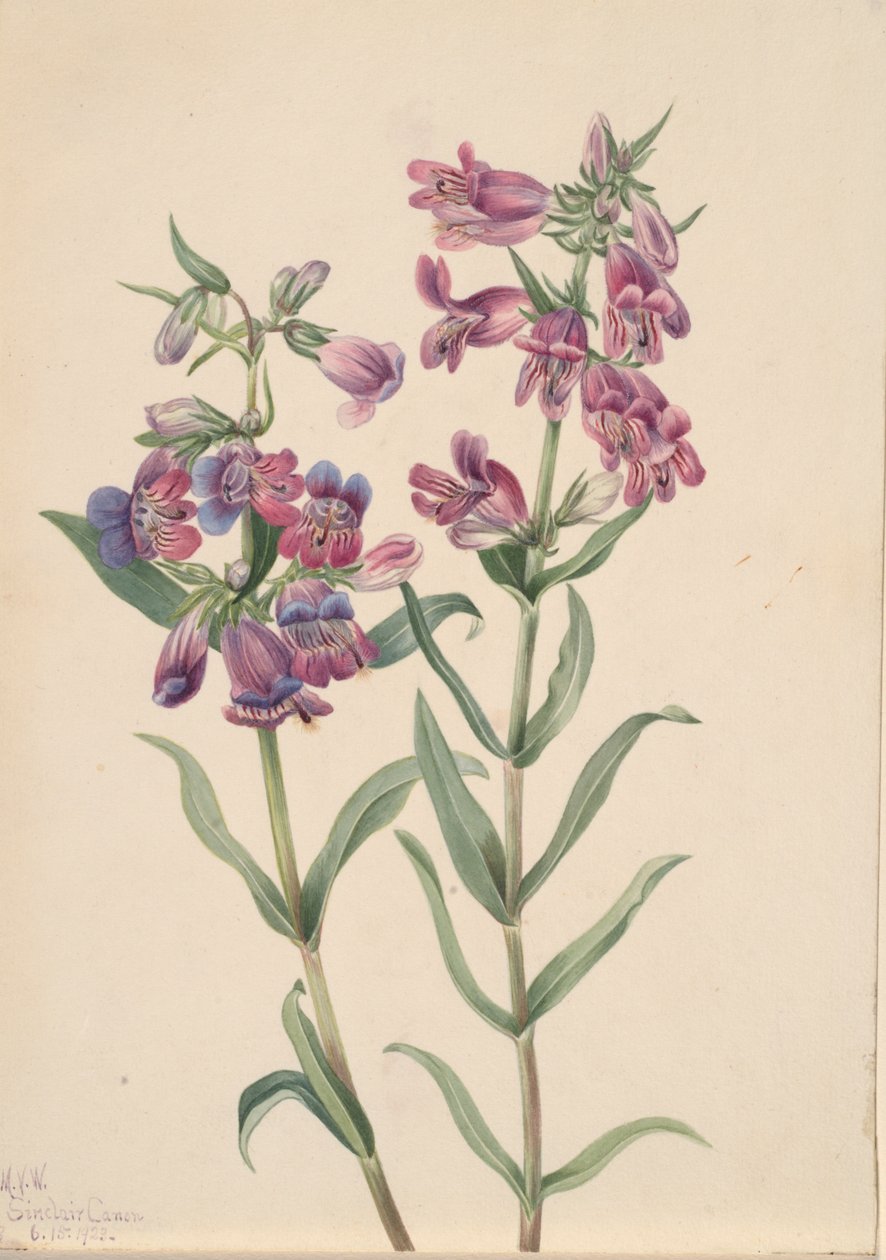 Prairie Pentstemon Pentstemon erianthera, 1923 by Mary Vaux Walcott