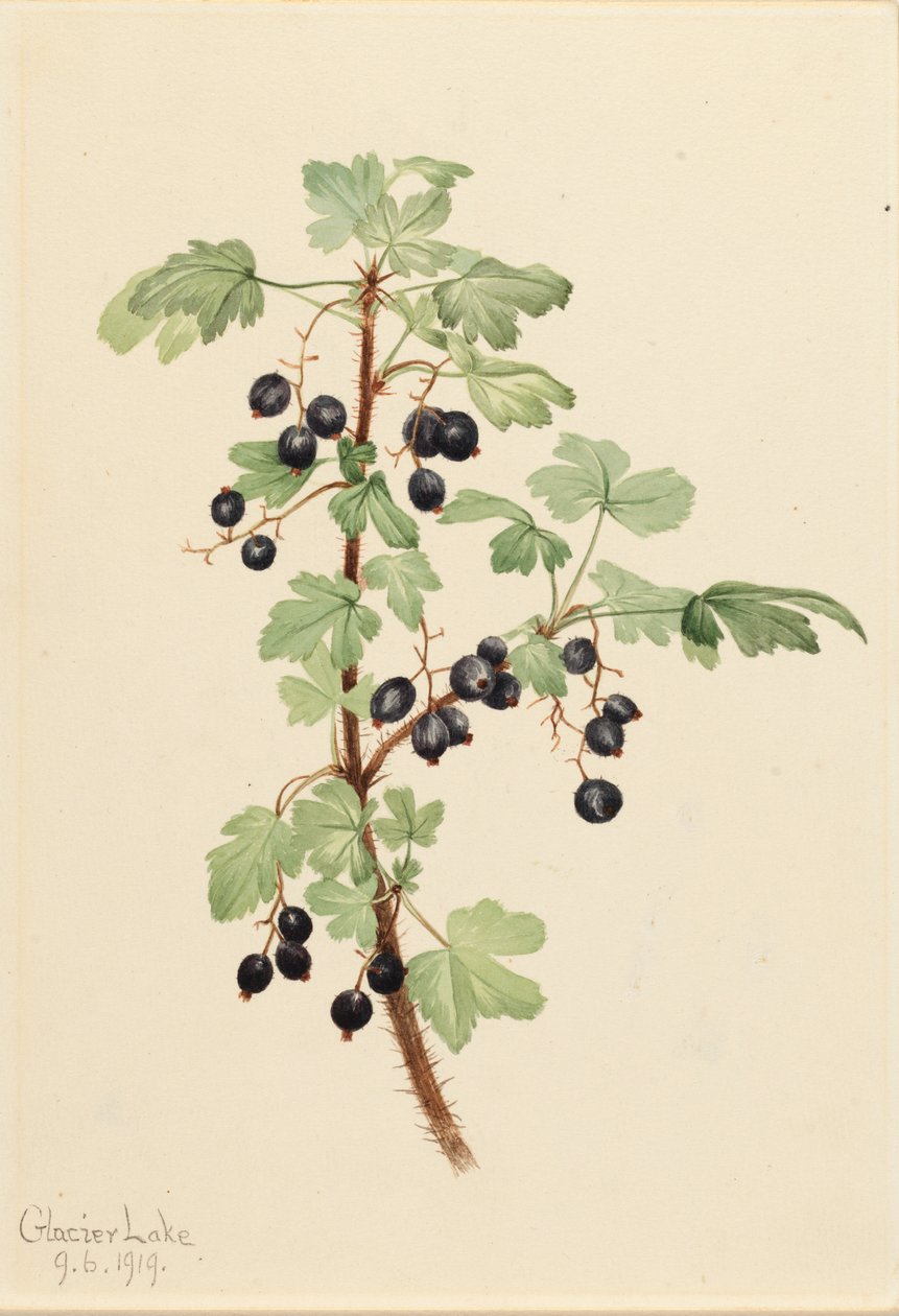 Prickly Currant, 1919 by Mary Vaux Walcott