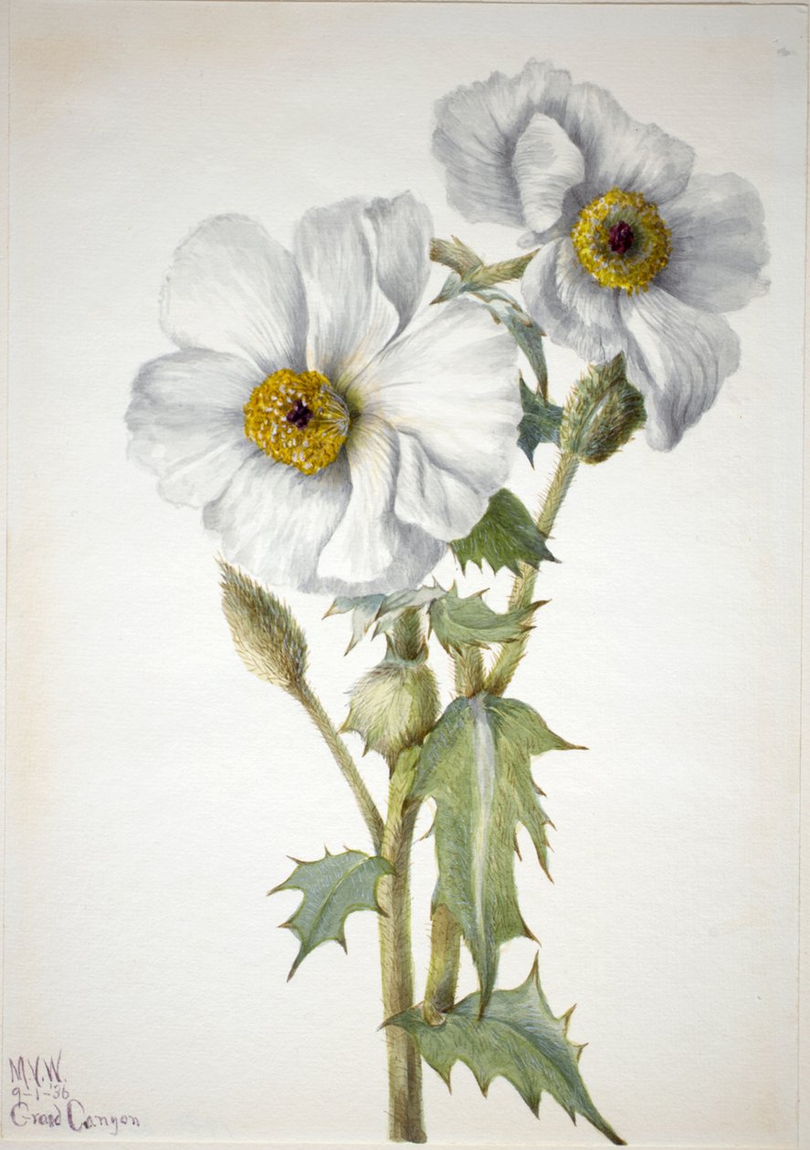 Prickly Poppy Argemone Hispida, 1936 by Mary Vaux Walcott