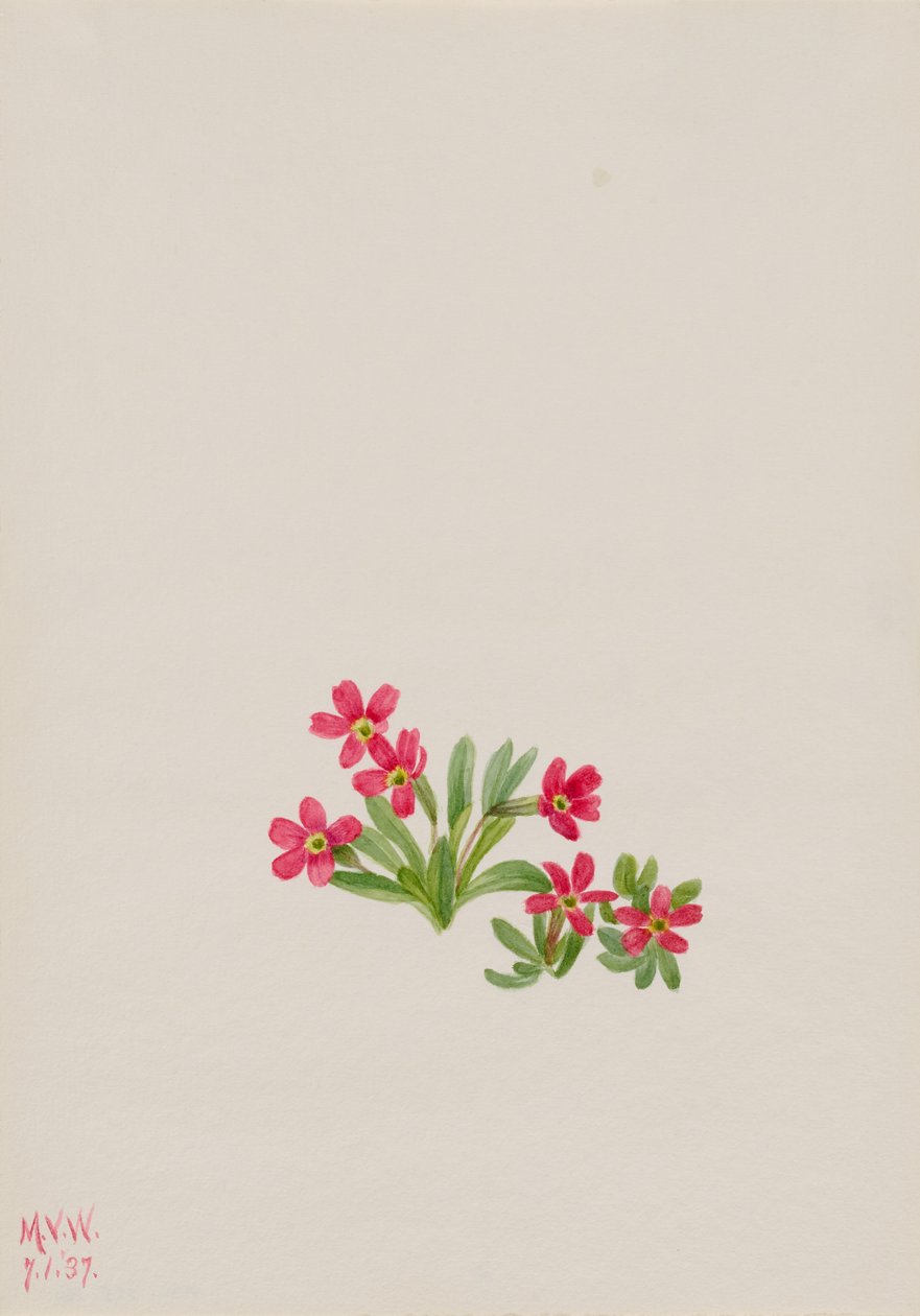 Primrose by Mary Vaux Walcott