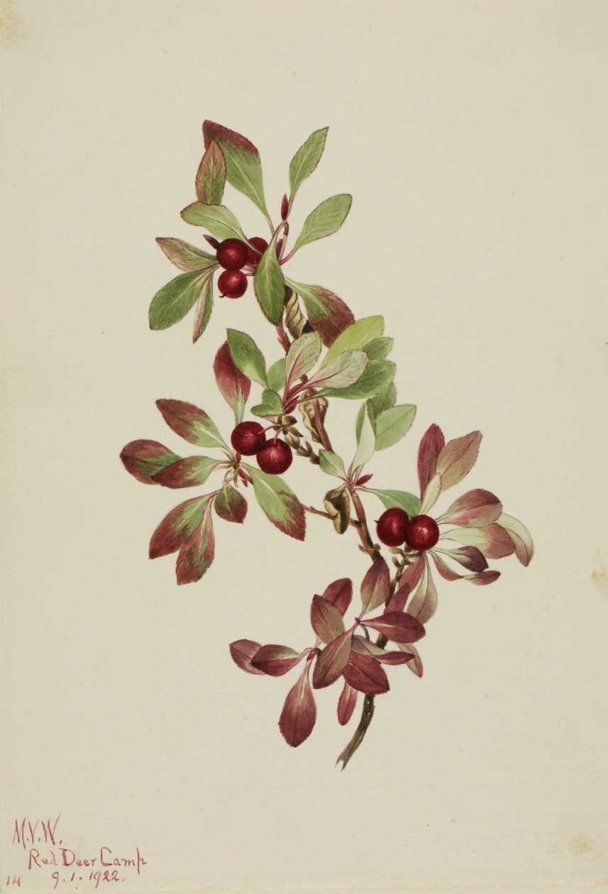 Ptarmiganberry by Mary Vaux Walcott